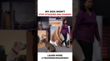 My Dog Won’t Stop Attacking or Chasing PT. 2 #dog #cesarmillan #dogtraining