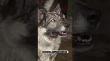 We must pay attention to how our dogs communicate! It is not the dog, it is the human behind.