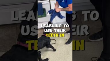 No Such Thing as Puppy Biting?