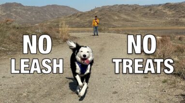 No Treats, No Leash - Unleashed in the Wild!