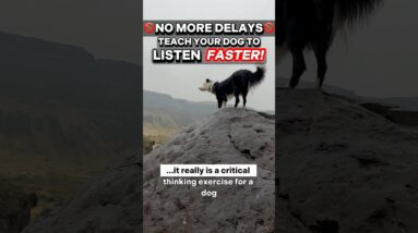 NO MORE DELAYS 🚫 Teach Your Dog to Listen FASTER! 💨 #dogtraining #puppytraining #dogtrainer #dogs