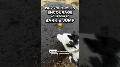 Why you should *encourage* your dog to BARK & JUMP 😲 #dogtrainer #dogtraining #puppytraining #dogs