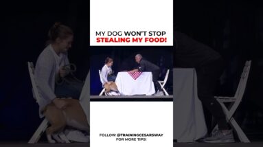 How to Stop Your Dog from Stealing Food at the Table! #dog #cesarmillan #dogtrainer