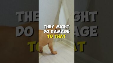 Preparing For A Puppy? #mccanndogs #puppytraining