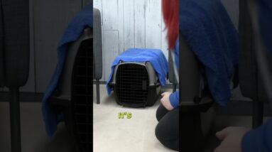 Puppy Crate Training Secret