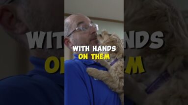 Puppy Owners Overlook This Skill