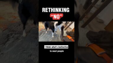 Rethinking “NO” 🤬 #dogtraining #puppytraining