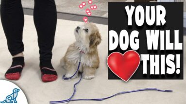 Small Breed Dog Training Doesn't Have To Break Your Back!