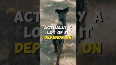 Start Thinking Differently About Your Leash Walking