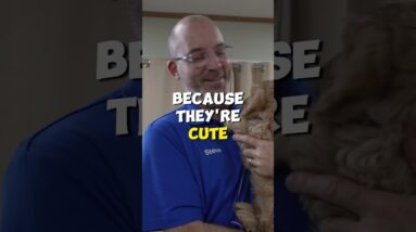 STOP Teaching your Puppy to Jump!