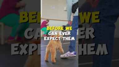 Stop "Walking" your Puppy