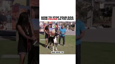 Stop your dog from pulling on the leash! #dog #dogtraining