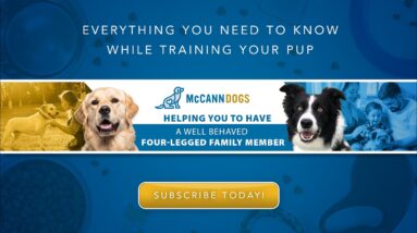 The 5 Most Important Questions In Puppy Training