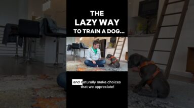 The Lazy Way to Train a Dog…
