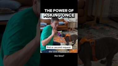 The Power of Asking Once #dogtraining #puppytraining #dogtraining101