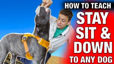 Train Stay, Sit and Down to ANY Dog in Minutes: 3 Easy Ways
