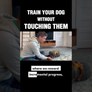 Train Your Dog Without Touching Them #dogtraining #puppytraining #positivereinforcement #ilovemydog