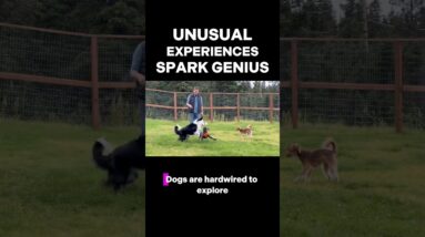 Unusual Experiences Spark Genius 🤯