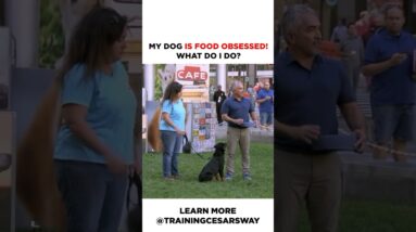 How to teach your dog to be calm around food! #dog #dogtraining #cesarmillan