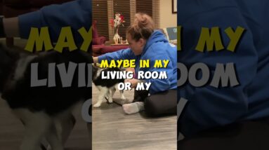 WHERE Should You Train Your Puppy?