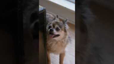 Why is this dog terrified?! #dog #cesarmillan