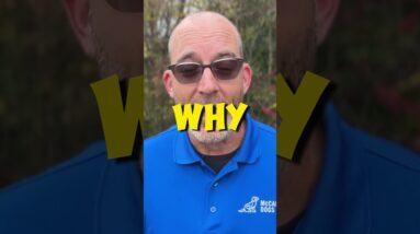 WHY Should You Train Your Puppy?