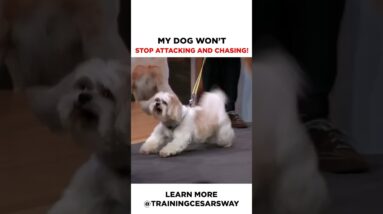 My Dog Won't Stop Attacking and Chasing Dogs! #dog #cesarmillan #dogtraining