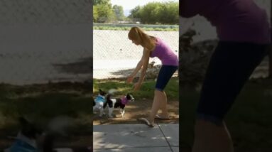 Are you creating the excitement with your dog!  #dog #dogtraining #cesarmillan