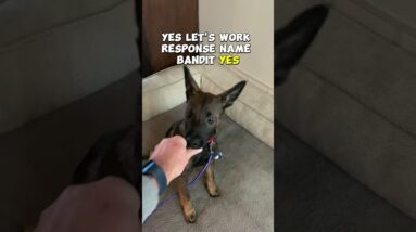 15 Second Puppy Training