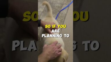 A Puppy Is A TERRIBLE Christmas Present!