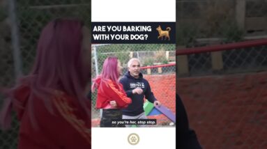 Are you barking with your dog? #dog #cesarmillan #dogtraining