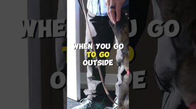 Dog Avoiding The Rain And Snow?