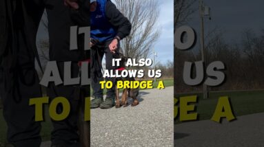 Dogs Learn Within 1 Second!