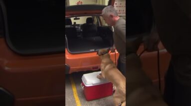 Gaining this aggressive dog’s trust! #dog #cesarmillan #dogtraining