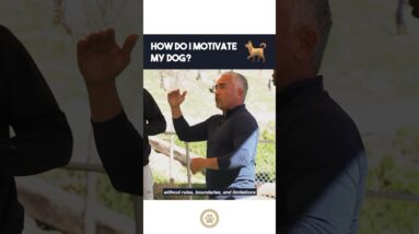 How Do I Motivate My Dog? #dog #dogtraining #cesarmillan