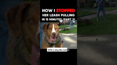 How I Stopped Her Leash Pulling in 15 Minutes