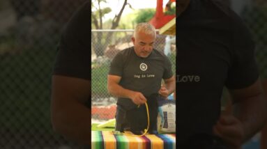 How to Put a Leash on a Puppy! #dog #dogtraining #cesarmillan