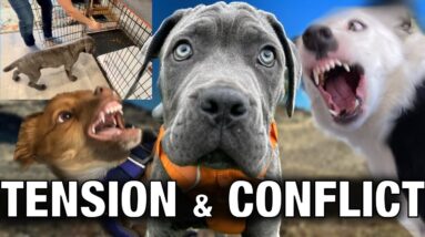 How to Resolve Tension Between Dogs and Overcome Fear Of The Crate
