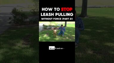 How to STOP Leash Pulling Without Force! (Part 2)