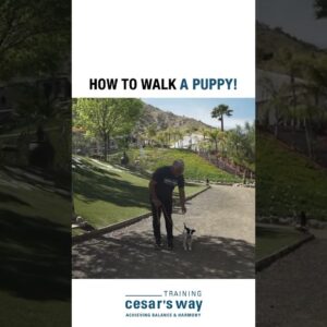 How to walk a puppy! 🐶 #dog #dogtraining #cesarmillan