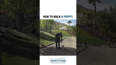 How to walk a puppy! 🐶 #dog #dogtraining #cesarmillan
