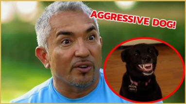 I teach an aggressive dog how to get into the car! | Cesar911 Shorts