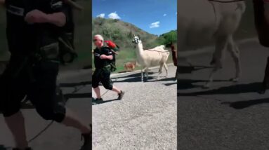 I walk my animals for a living ❤️