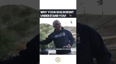 Our dogs can never go to school and learn the language of a human 🎓 #dog #cesarmillan #dogtraining