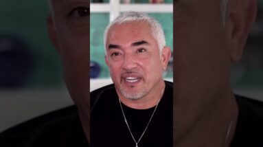 My name is Cesar Millan and this is my Christmas Story ❤️