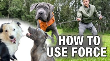 Navigating the Drama: Ethical Force and Multi-Dog Households