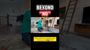 Beyond “NO” 🤬 #dogtraining #puppytraining #dogtrainer #dogtraining101