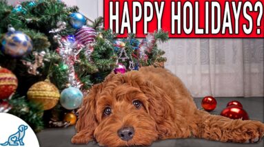 Owning A Dog At Christmas Doesn't Have To Be STRESSFUL!