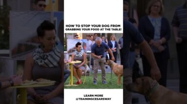 How to stop your dog from grabbing food at the table! #dog #cesarmillan #dogtraining