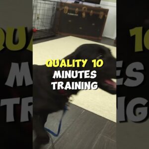 Puppy Crate Training Tip